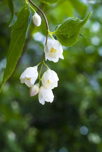 stock image Beautiful fresh jasmine flowers