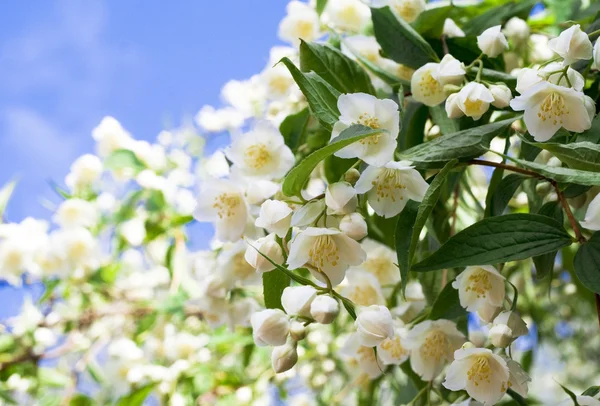 Όμορφα φρέσκα λουλούδια γιασεμιού — Φωτογραφία Αρχείου