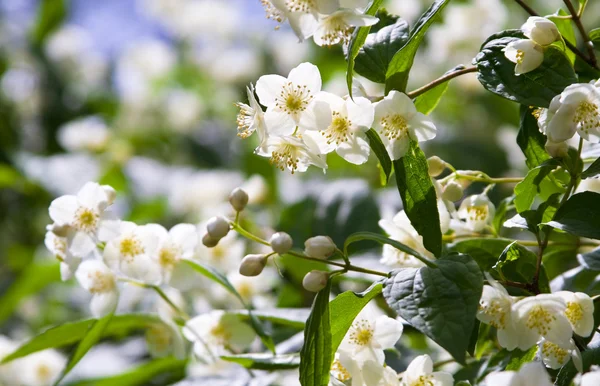 Όμορφα φρέσκα λουλούδια γιασεμιού — Φωτογραφία Αρχείου