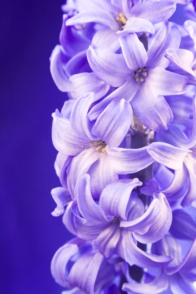 Blue flower hyacinth — Stock Photo, Image