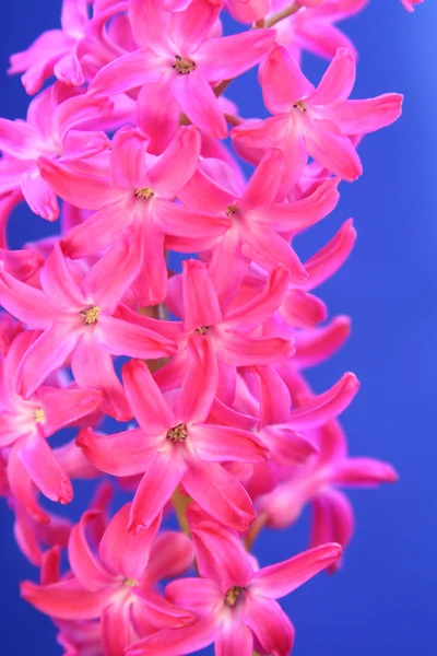 粉红色的花风信子 — 图库照片