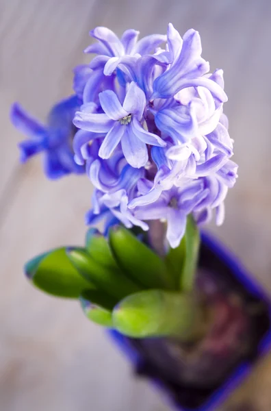 Blauwe bloem hyacint — Stockfoto