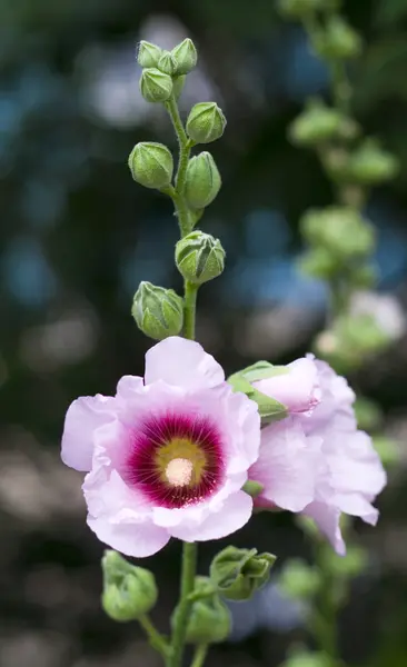 Цвітіння рожеві mallow — стокове фото