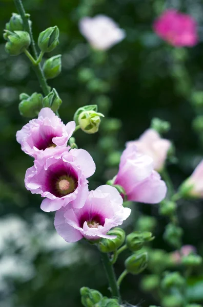 Цвітіння рожеві mallow — стокове фото
