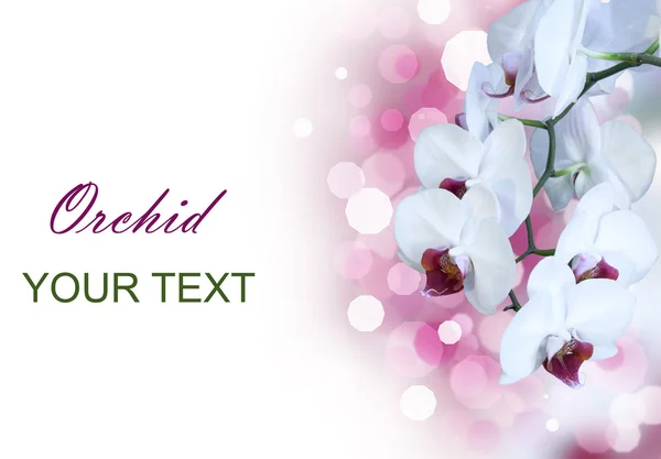 Witte orchidee geïsoleerd — Stockfoto