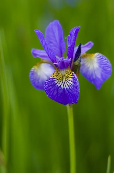 Flor violeta - íris — Fotografia de Stock
