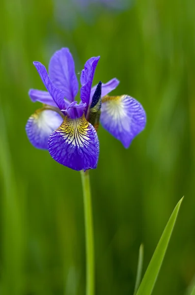 Fioletowy kwiat - irys — Zdjęcie stockowe