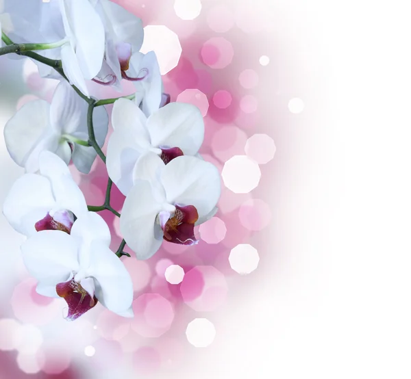 Orchidea bianca isolata — Foto Stock