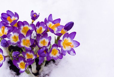 Spring Crocuses in snow clipart