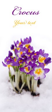 Purple Crocus in snow clipart