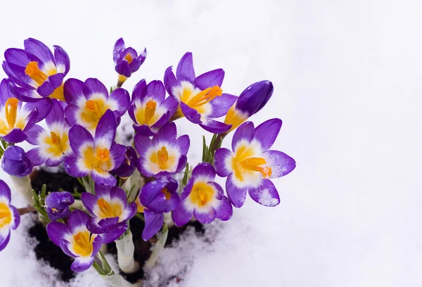 Frühlingskrokusse im Schnee — Stockfoto