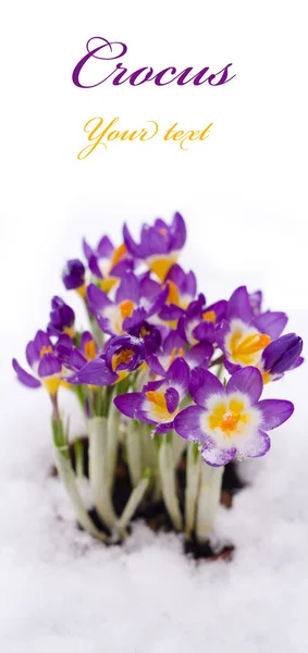 stock image Purple Crocus in snow