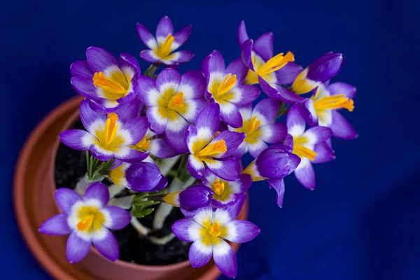 Early spring Crocus in the pot — Stock Photo, Image