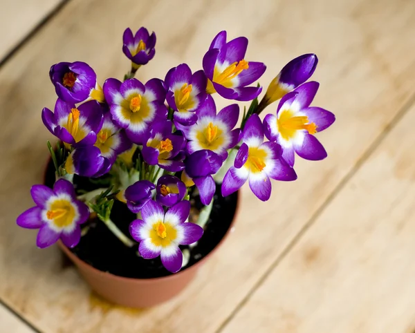 Spring flowers Crocus in the pot — Stock Photo, Image
