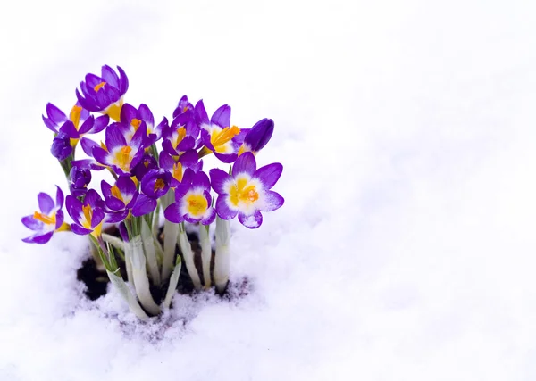 Lila crocus i snö Royaltyfria Stockfoton