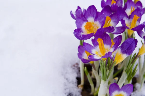 stock image Purple Crocus in snow