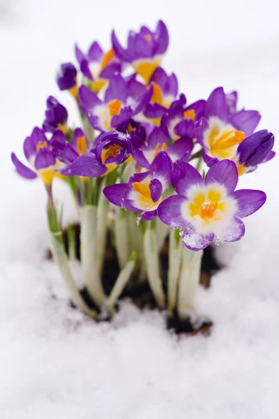 在雪中紫番红花 — 图库照片