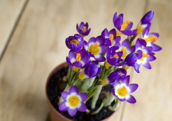 Květina šafrán v hrnci — Stock fotografie