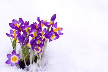 Crocus in snow clipart