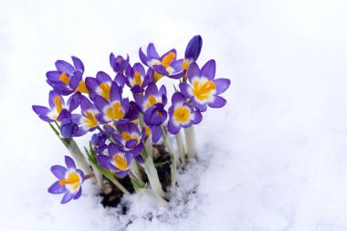 Spring purple Crocus in snow clipart