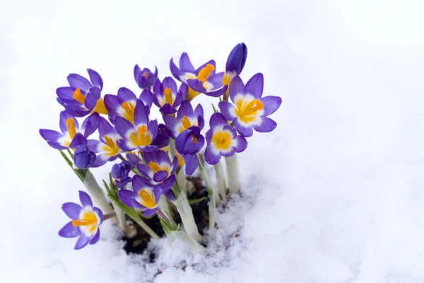 Jarní fialový krokus ve sněhu — Stock fotografie