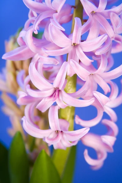 Hyacinth merah muda — Stok Foto