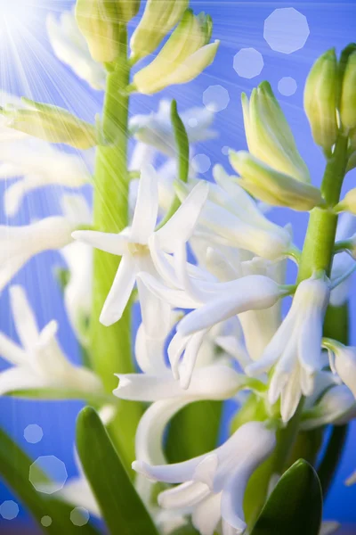 Weiße Blütenhyazinthe — Stockfoto