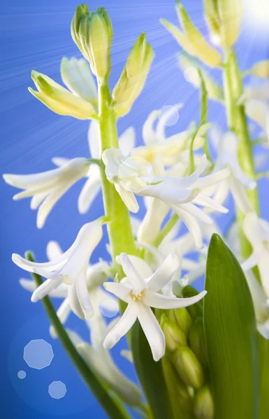 White hyacinth for Easter — Stock Photo, Image