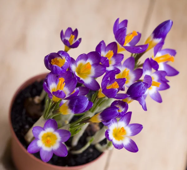 Jarní květina šafrán v hrnci — Stock fotografie