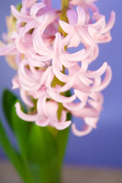 粉色风信子的复活节 — 图库照片