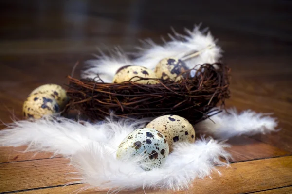 Fjäder ägg — Stockfoto