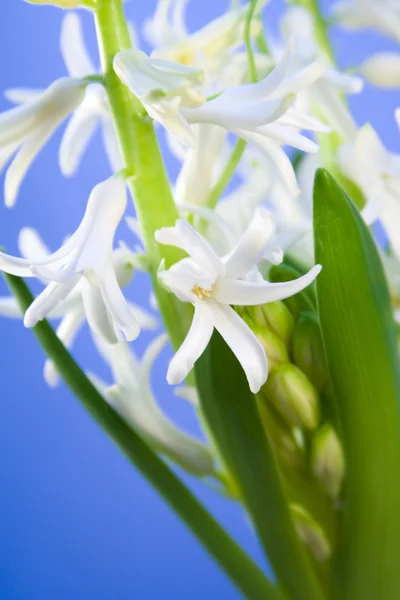 White flower hyacinth — Stock Photo, Image