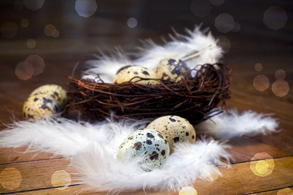 Huevos de pluma —  Fotos de Stock
