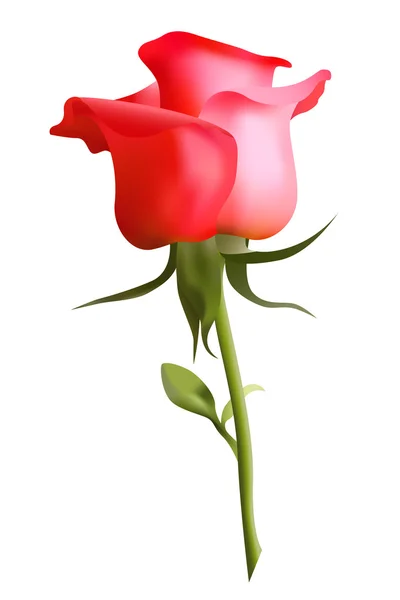 Hermosa rosa roja, vector — Vector de stock