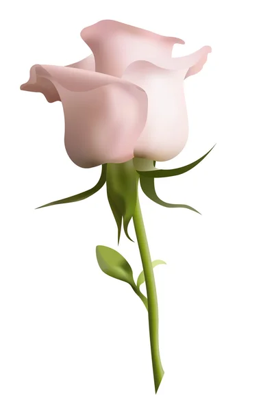 Schöne rosa Rose, Vektor — Stockvektor