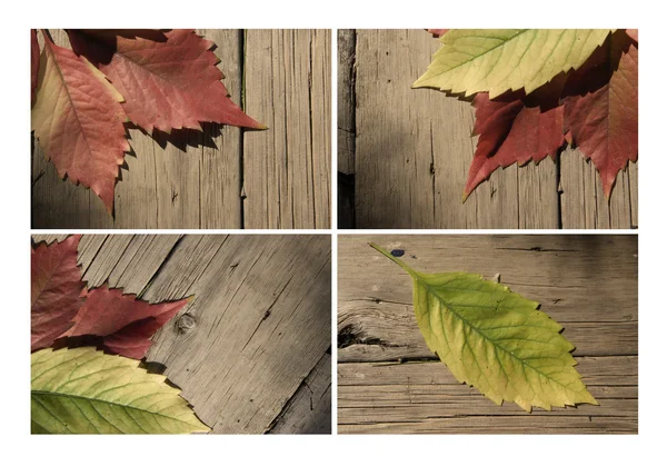 Autumn leaf collection for your design — Stock Photo, Image