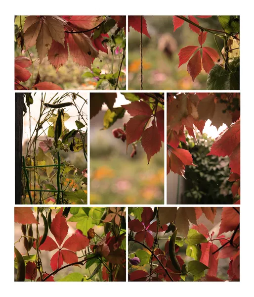 Jesienna kolekcja roślin do projektowania — Zdjęcie stockowe