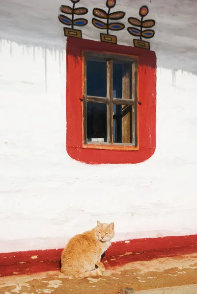 Chat à la fenêtre — Photo