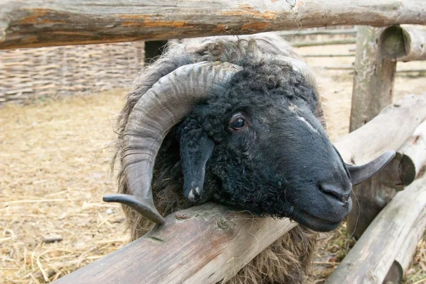 The Sheep — Stock Photo, Image