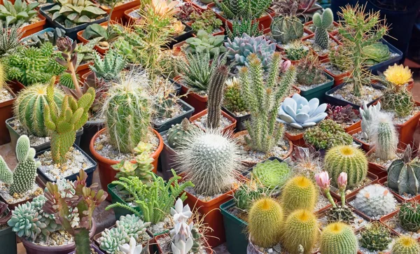 stock image The Cacti