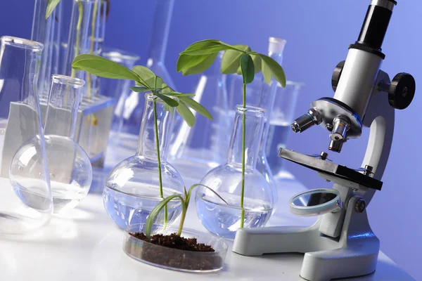 Zöld növények laborotary biológia — Stock Fotó