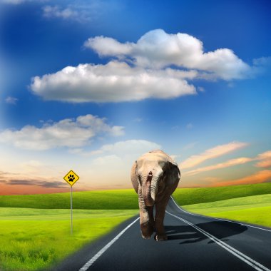 Elephant walking along the road clipart