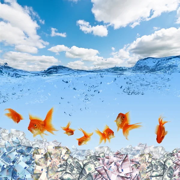 Zwemmen gouden vis en geldsymbolen — Stockfoto