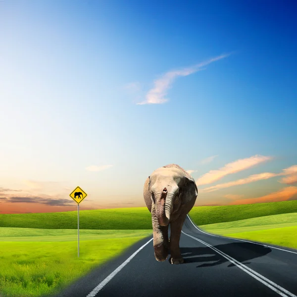 Elefant tjur i går på en väg — Stockfoto