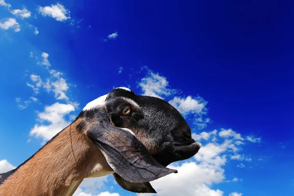 Goat head agaisnt sky background — Stock Photo, Image