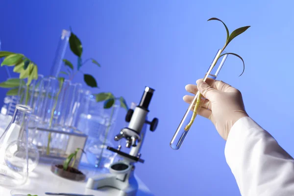 Plantas verdes em laboratório de biologia — Fotografia de Stock