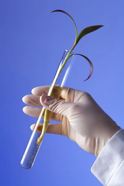 Plantas verdes em laboratório de biologia — Fotografia de Stock