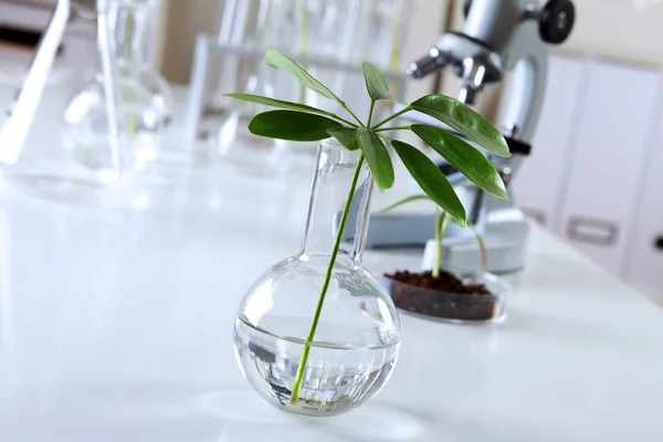 Grüne Pflanzen im Biologielabor — Stockfoto