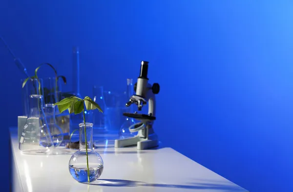Impianti verdi in laboratorio di biologia — Foto Stock