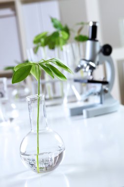 Green plants in biology laborotary clipart